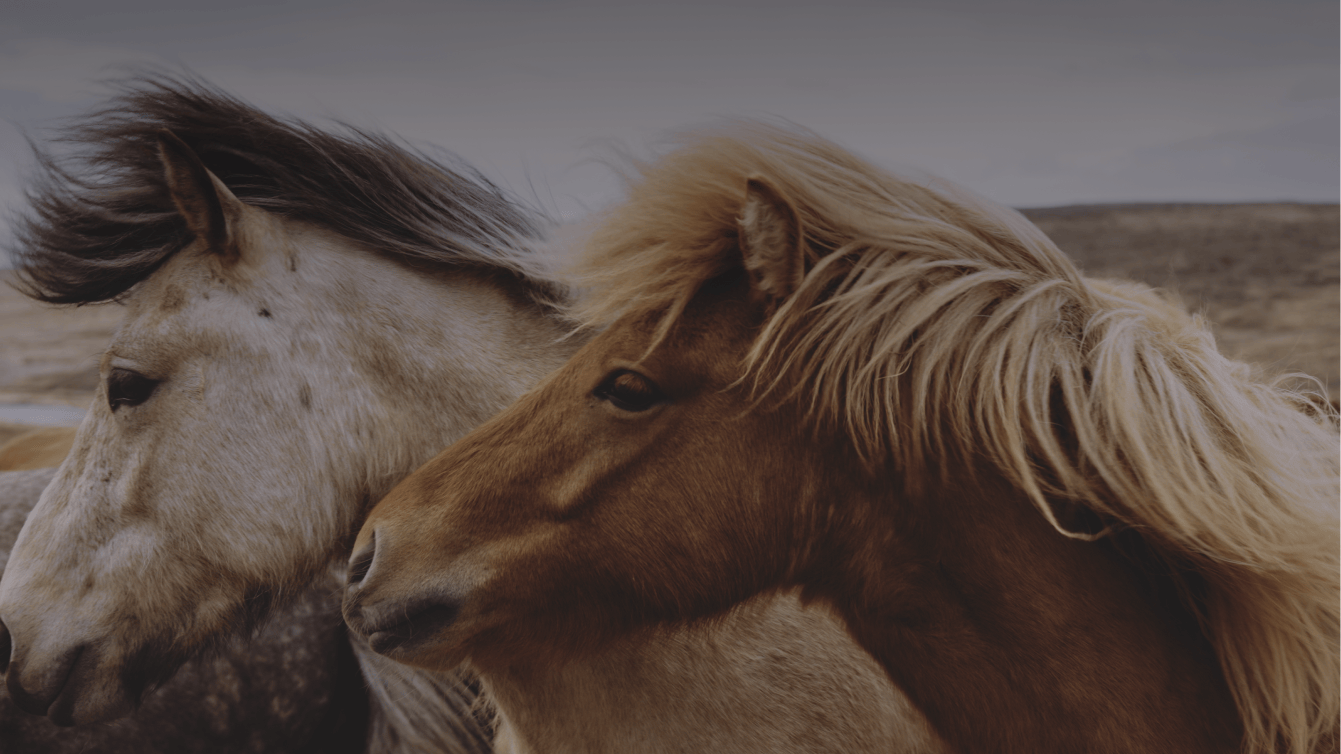Horses For Mental Health